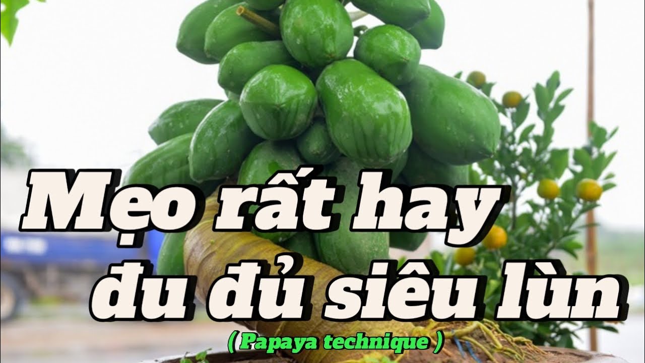 #EP 9 : Mẹo trồng cây nhanh ra trái , bí quyết để có cây đu đủ trái quằn cây trong 1 tháng .