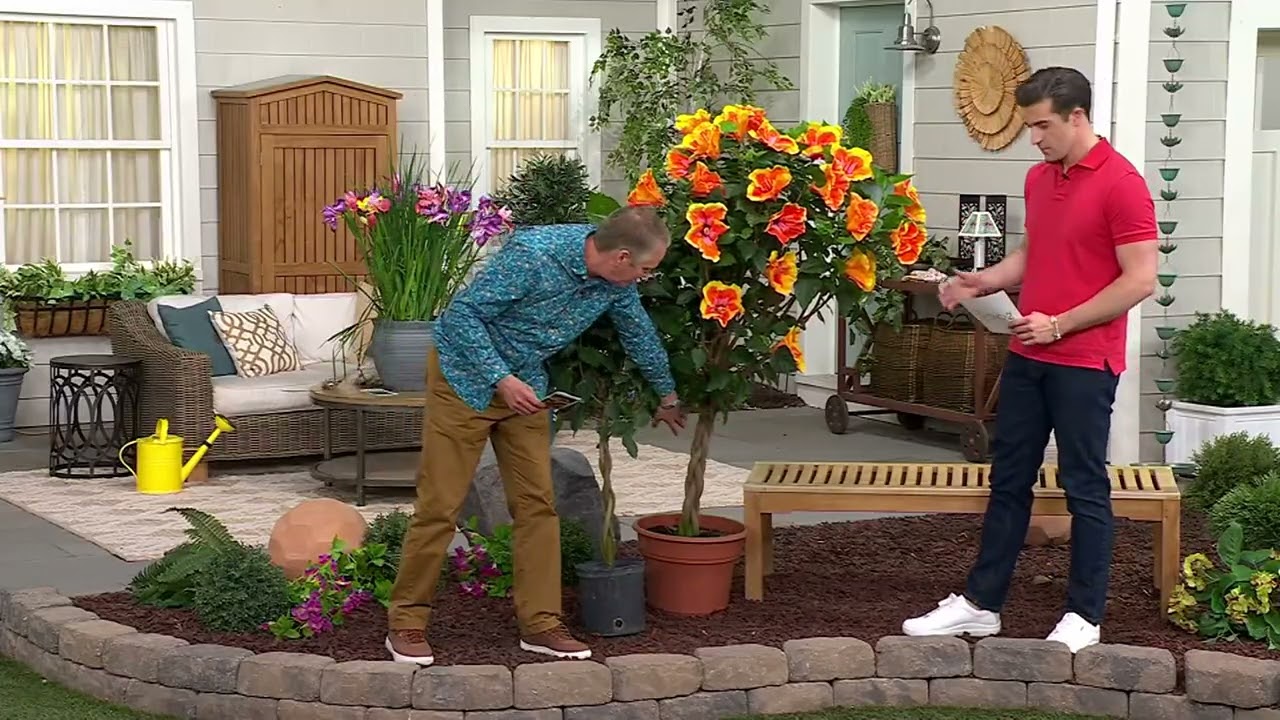 Cottage Farms 1-Piece Fiesta Braided Hibiscus Tree Live Plant on QVC
