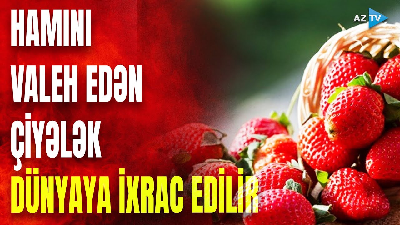 Bu çiyələk xarici ölkələrə də ixrac edilir: rəngi və dadı digərlərindən fərqlənir