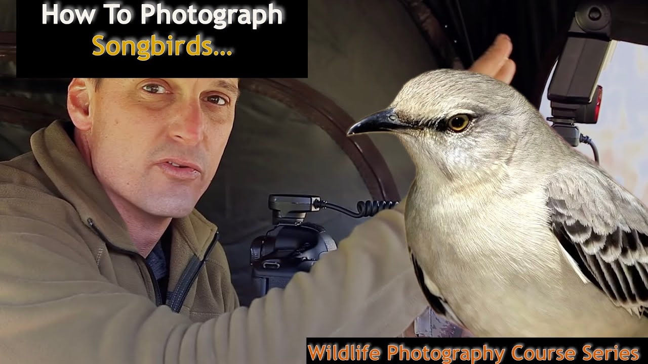 Songbird Photography How-To - Wild Photo Adventures