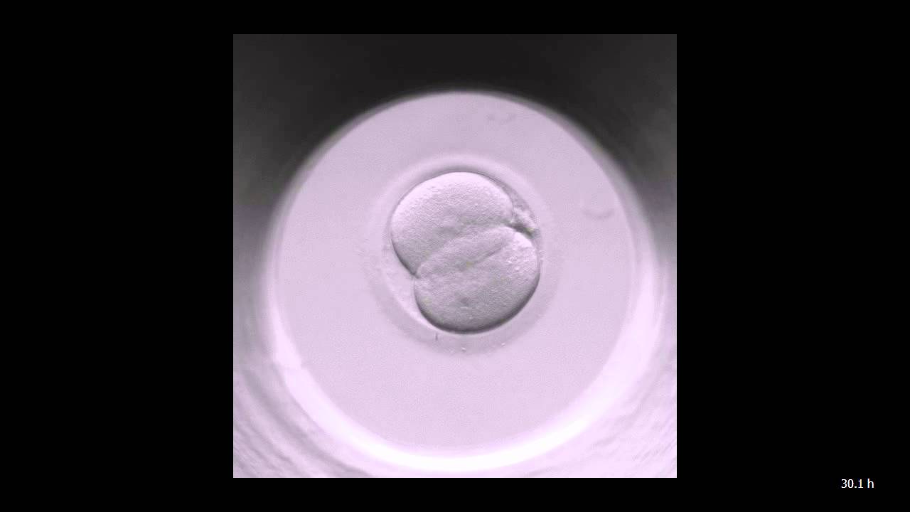 Timlapse sample. IVF. Embryo development till 4 cell stage.