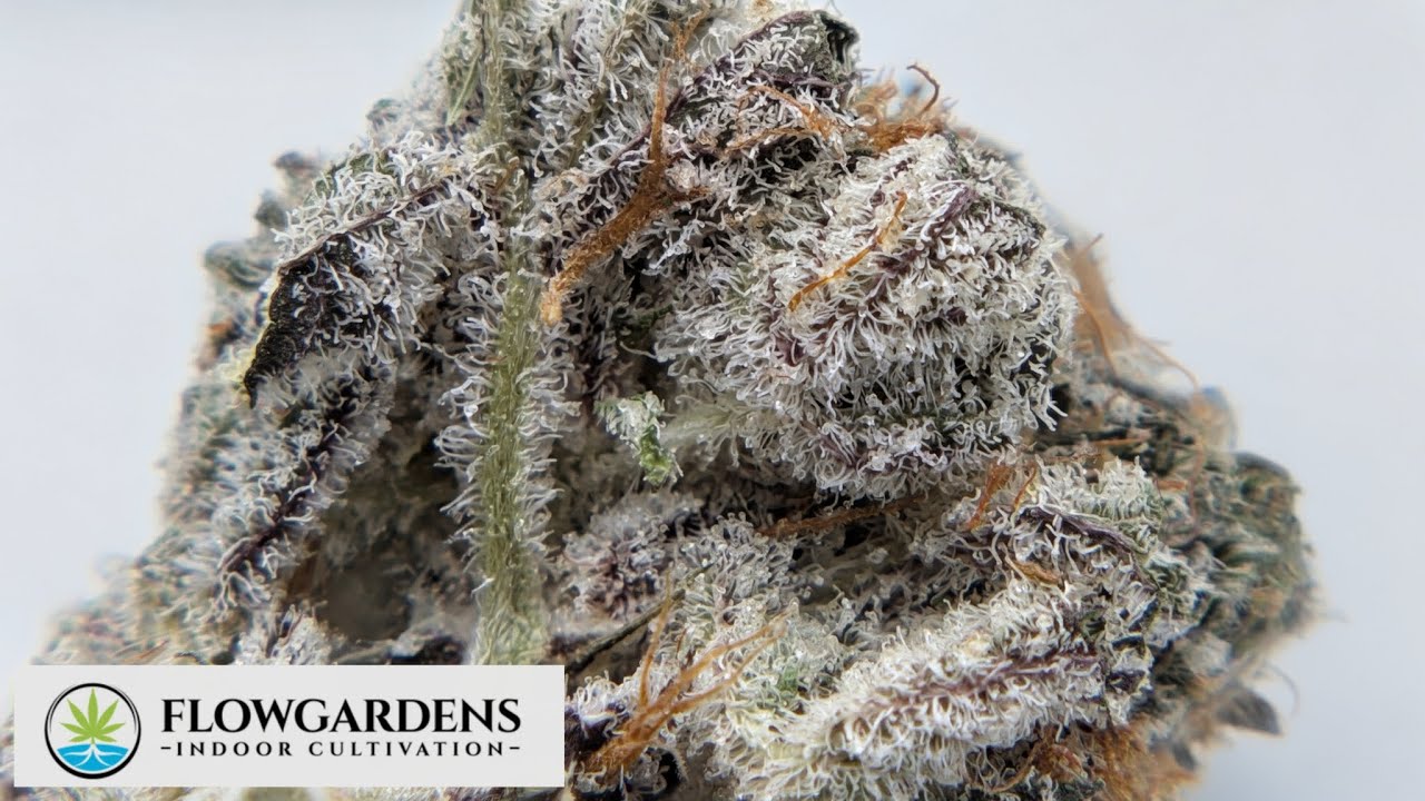 Thca Rainbow Sap Flow Gardens Small Batch