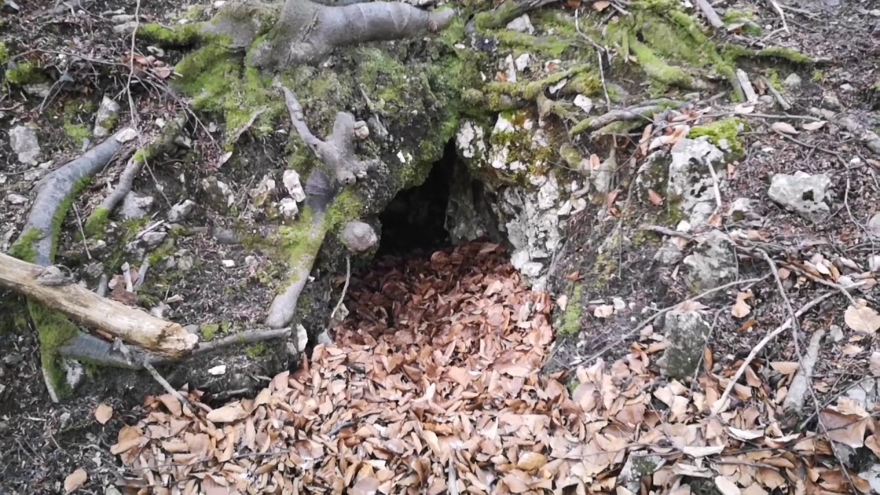 Medvedí brloh a život navôkol