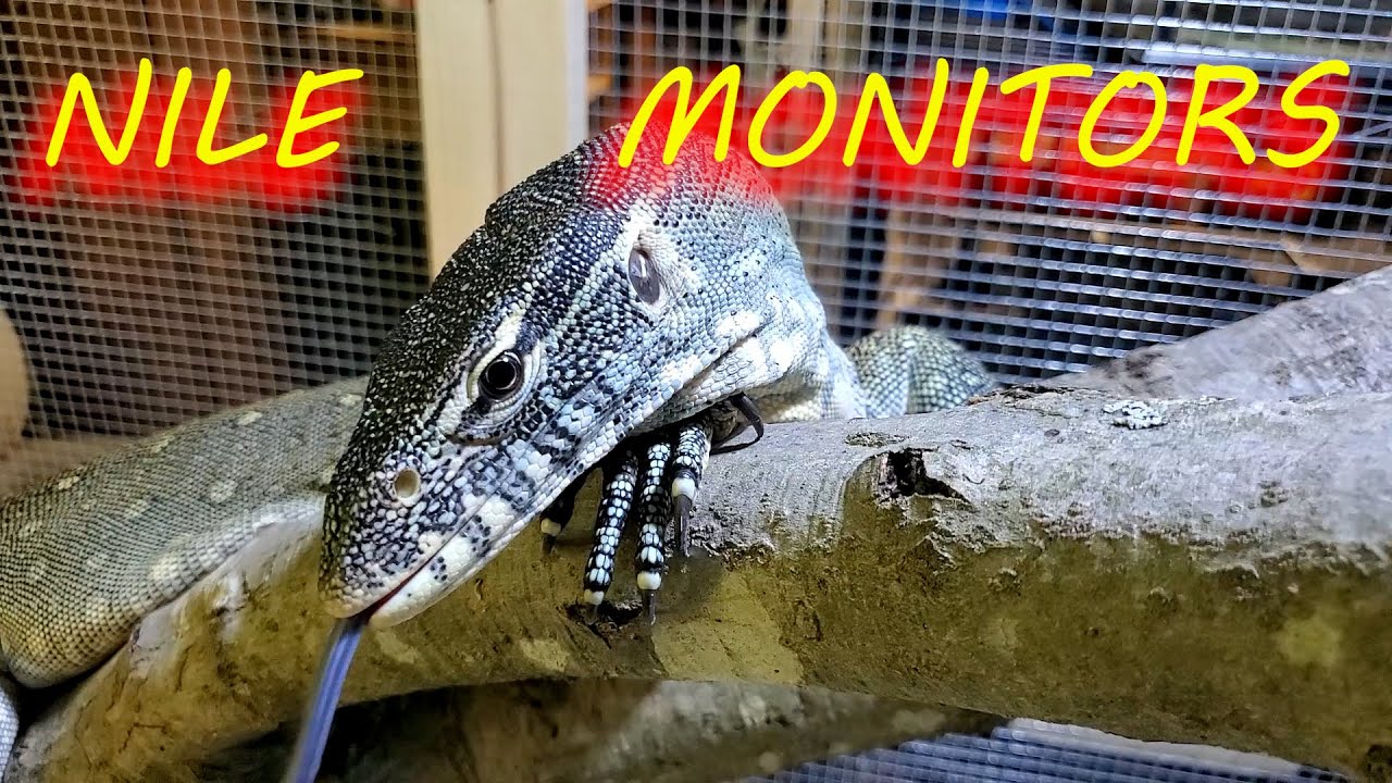 🦎 What it's like to keep a Nile monitor lizard.