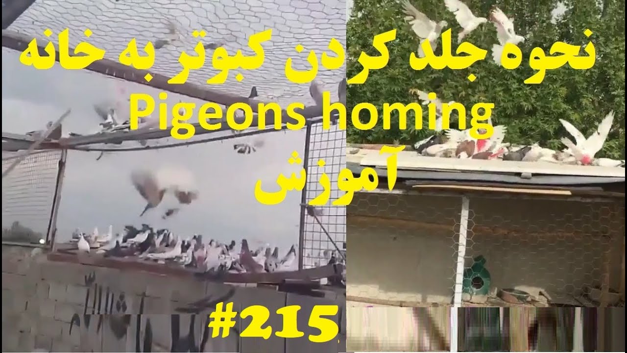 آموزش نحوه جلد کردن کبوتر به خانه و آشنایی کبوتر با محیط خانه یا بام باآقای رعنایی pigeon homing