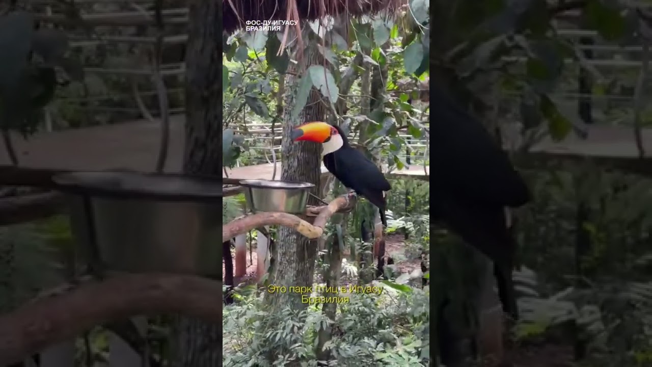 Тукан &mdash; одна из самых красивых птиц в Бразилии 🇧🇷