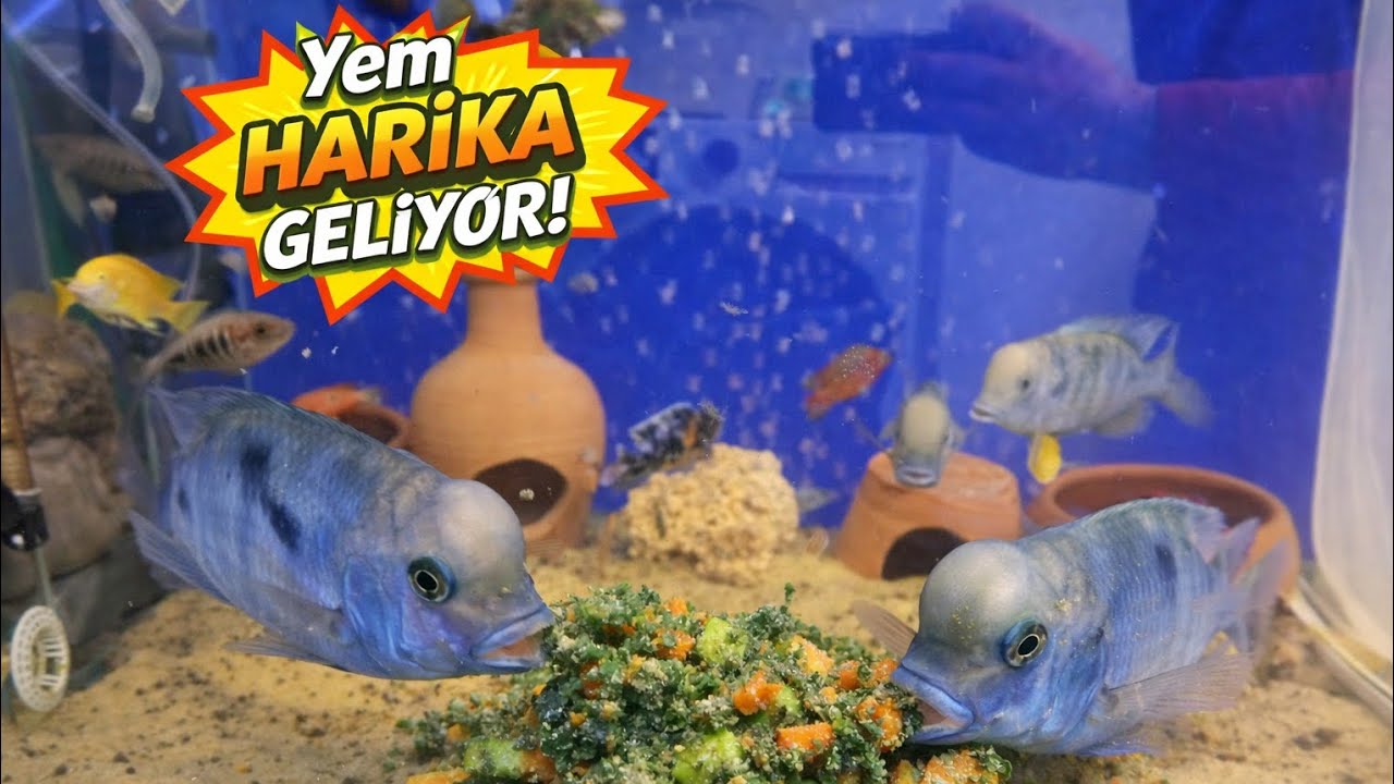 🔥 Ev Yapımı Yem Verdik! Balıklar ÇILDIRDI 🐬Tarifi İçin Takipte Kal🐬#ciklet #safkan #tepeliyunus 