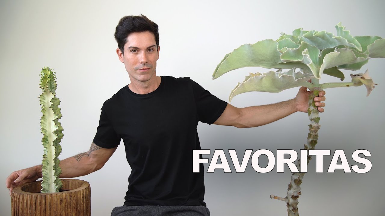 te enseño mis 2 nuevas PLANTAS FAVORITAS 💚