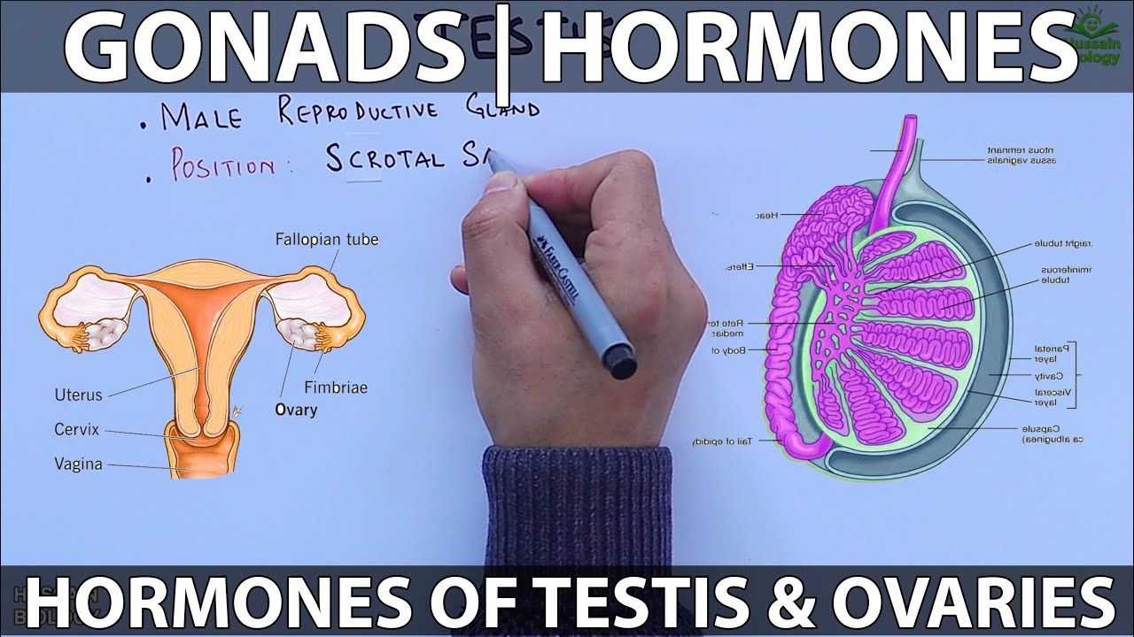 Gonads and Hormones