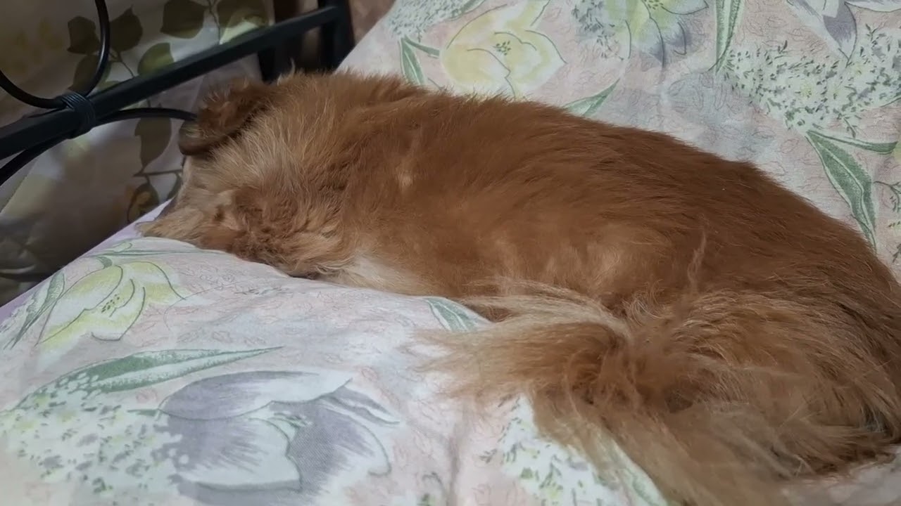 犬_20260202