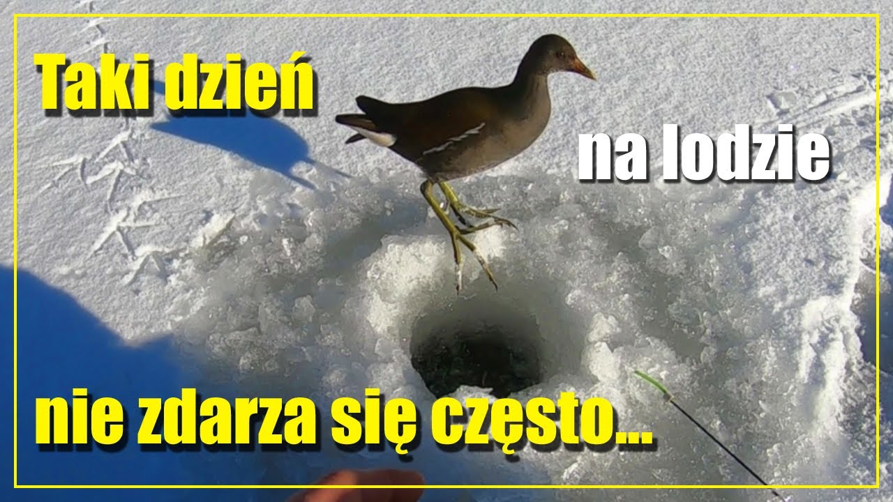 Taki dzień na lodzie nie zdarza się często | W końcu piękna zima jaką lubię | Wędkarstwo podlodowe