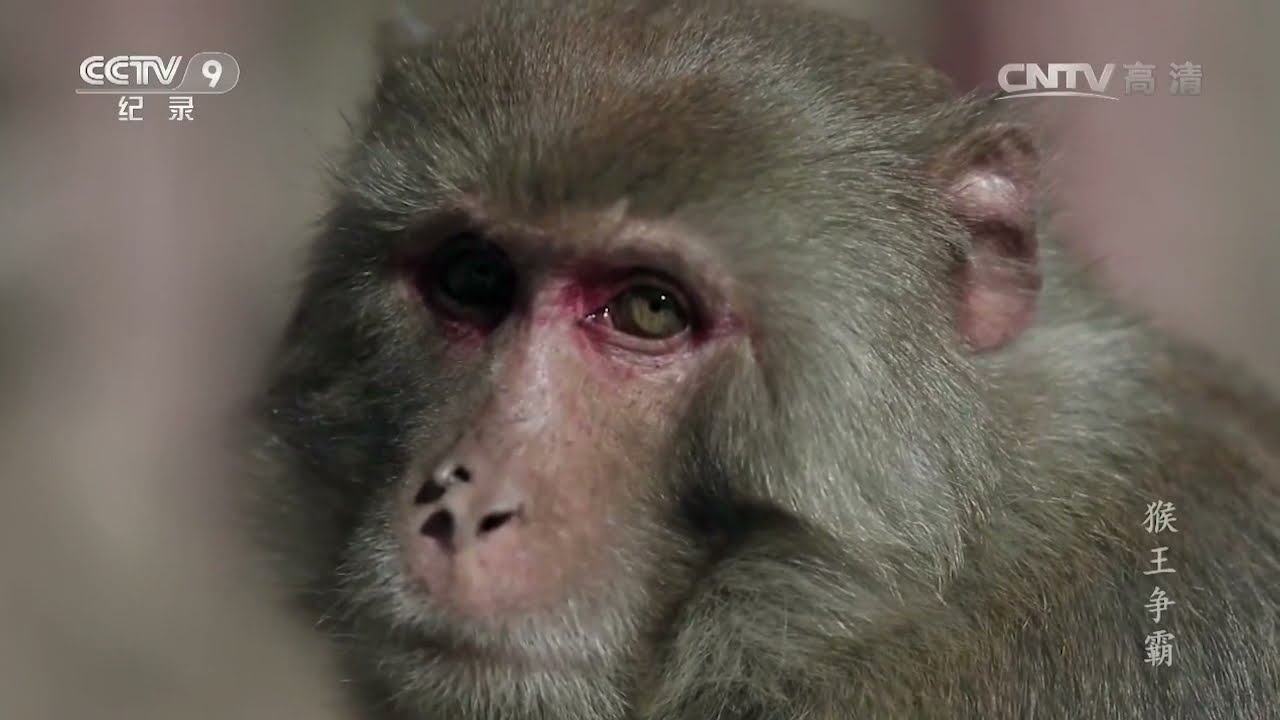 三猴王豁鼻挑战连任两届的大猴王长毛 两大猴王争霸究竟谁能赢得最高王权？《猴王争霸》【CCTV纪录】