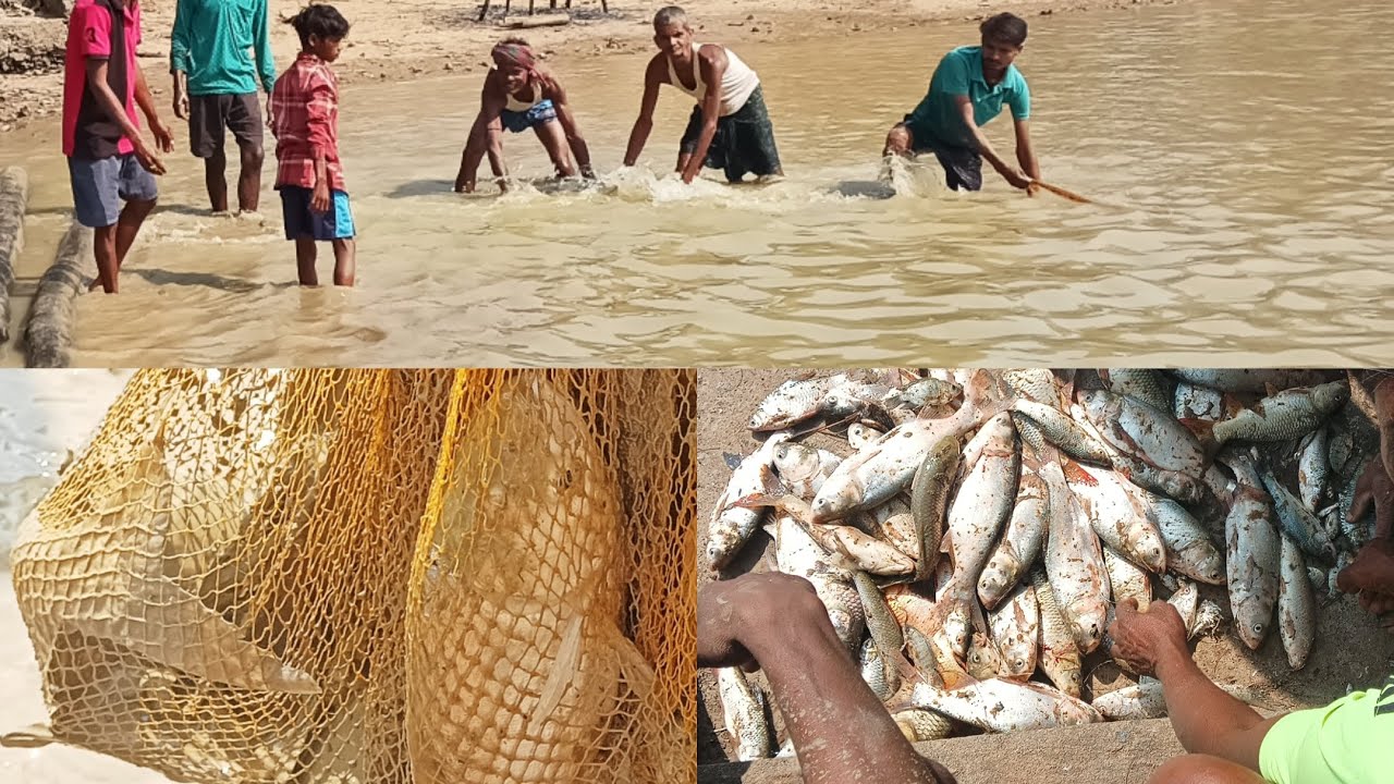 ଆମ ପୋଖରୀ ରେ ମାଛ ଧରା ହେଲା  fishing in pond 😲