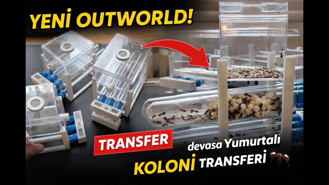 Devasa Yumurtalı Koloniyi Yeni Outworld’e Taşıdım! 😱🐜