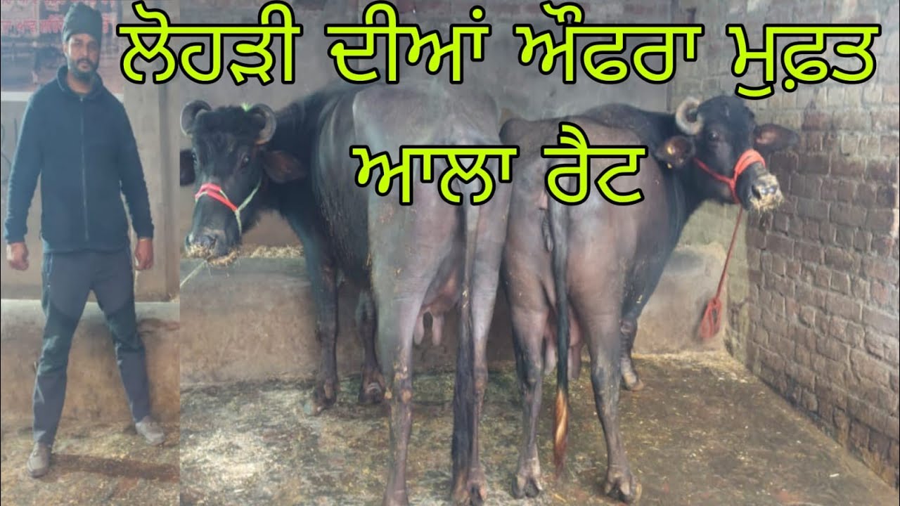 ਫੋਨ 98159-65751 ਤਾਜੀਆ ਸੂਈਆ ਝੋਟੀਆ ਬਿਲਕੁੱਲ ਮੁਫਤ ਲੁੱਟ ਲਉ ਮੇਲਾ