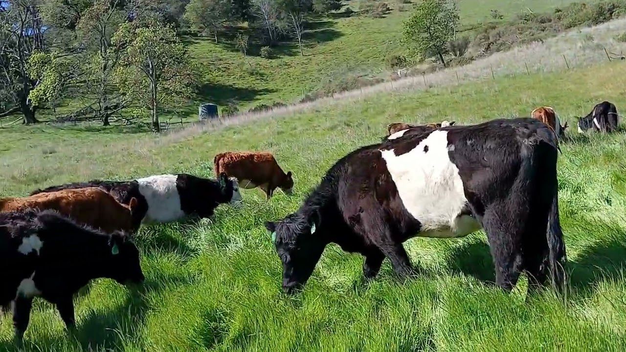 Cows Return to Pepperwood 2026