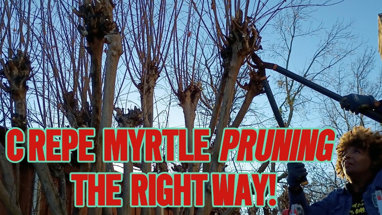 STOP CREPE MURDER | PROPER CREPE MYRTLE PRUNING - WHEN AND HOW TO PRUNE CREPE MYRTLE TREES.