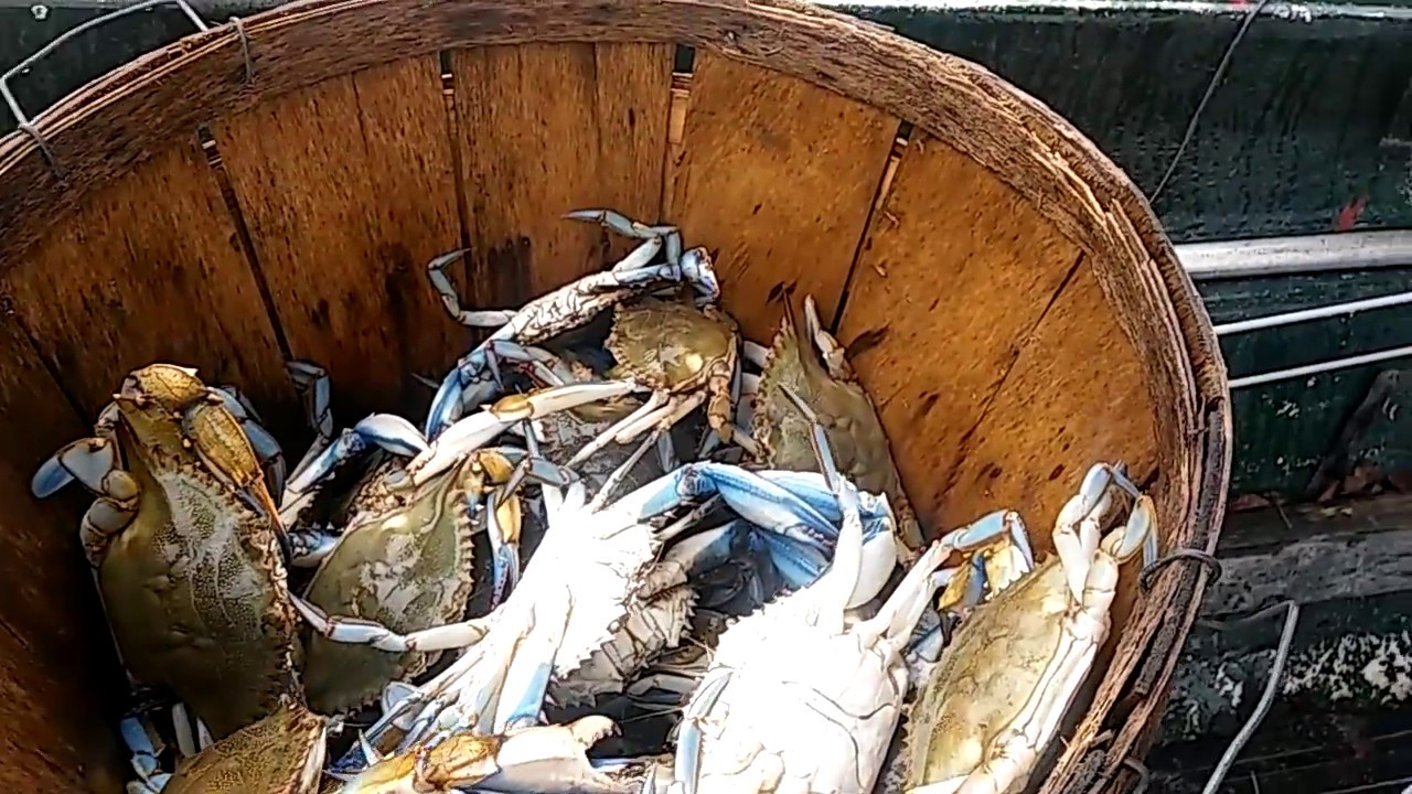 Half Bushel Monster Crabs 1 Run 600' Trot Line!