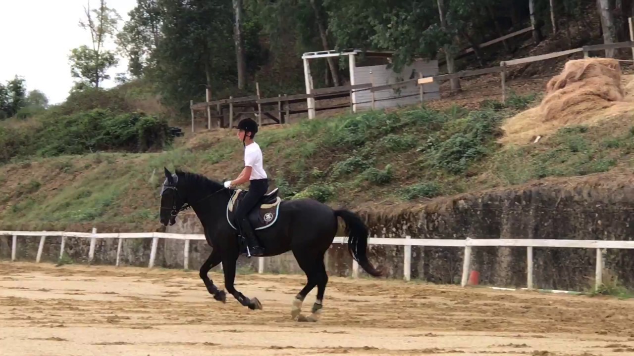 Transizione  trotto-galoppo