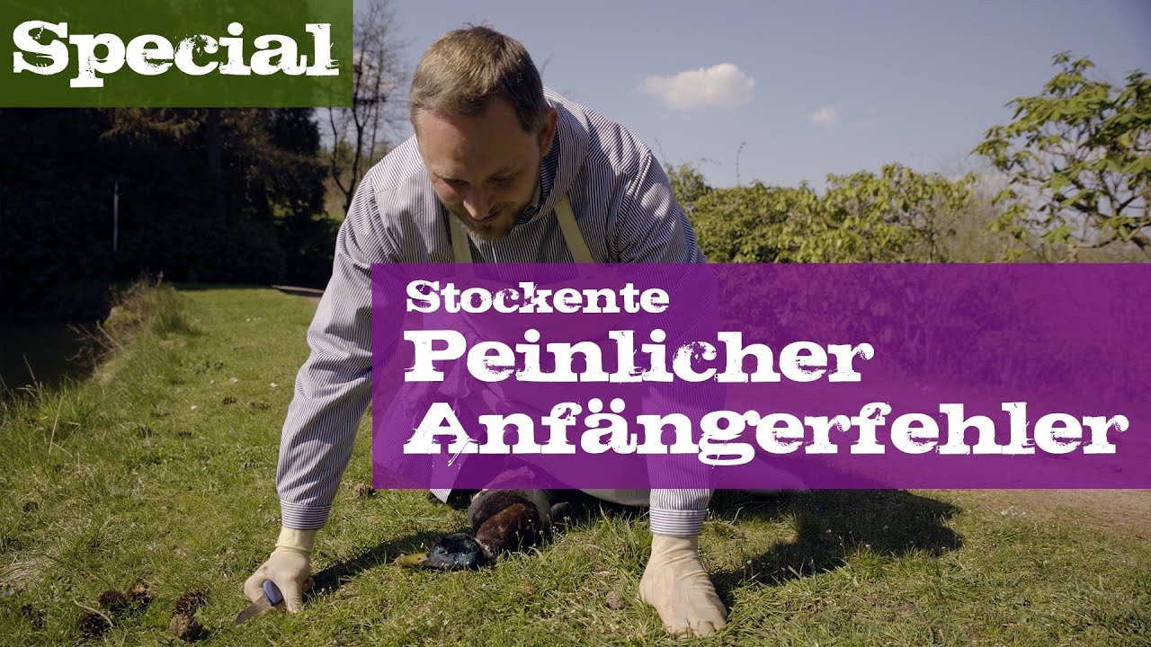 Stockente - Peinlicher Anf&auml;ngerfehler