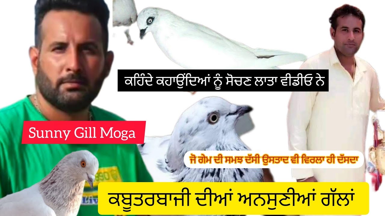 Ik Shonk kabootarbaazi Da Interview Sunny Gill Moga Part 2 ਸੋਚਾਂ ਵਿੱਚ ਪਾ ਦੇਣਗੀਆਂ ਗੱਲਾਂ ਦਿਮਾਗ ਵਰਤੋ