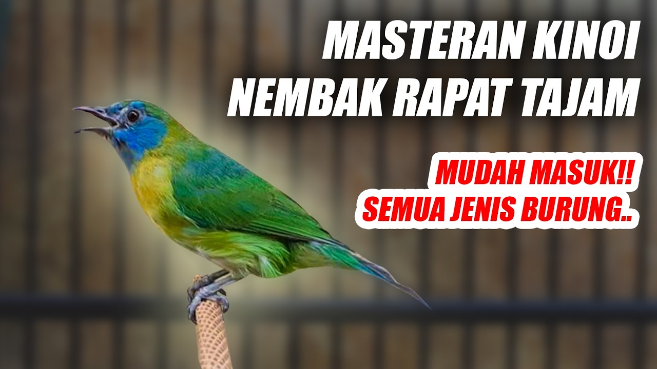 MASTERAN CUCAK KINOI GACOR FULL TEMBAKAN RAPAT TAJAM PANJANG JERNIH BUAT MURAI BATU CENDET CUCAK IJO