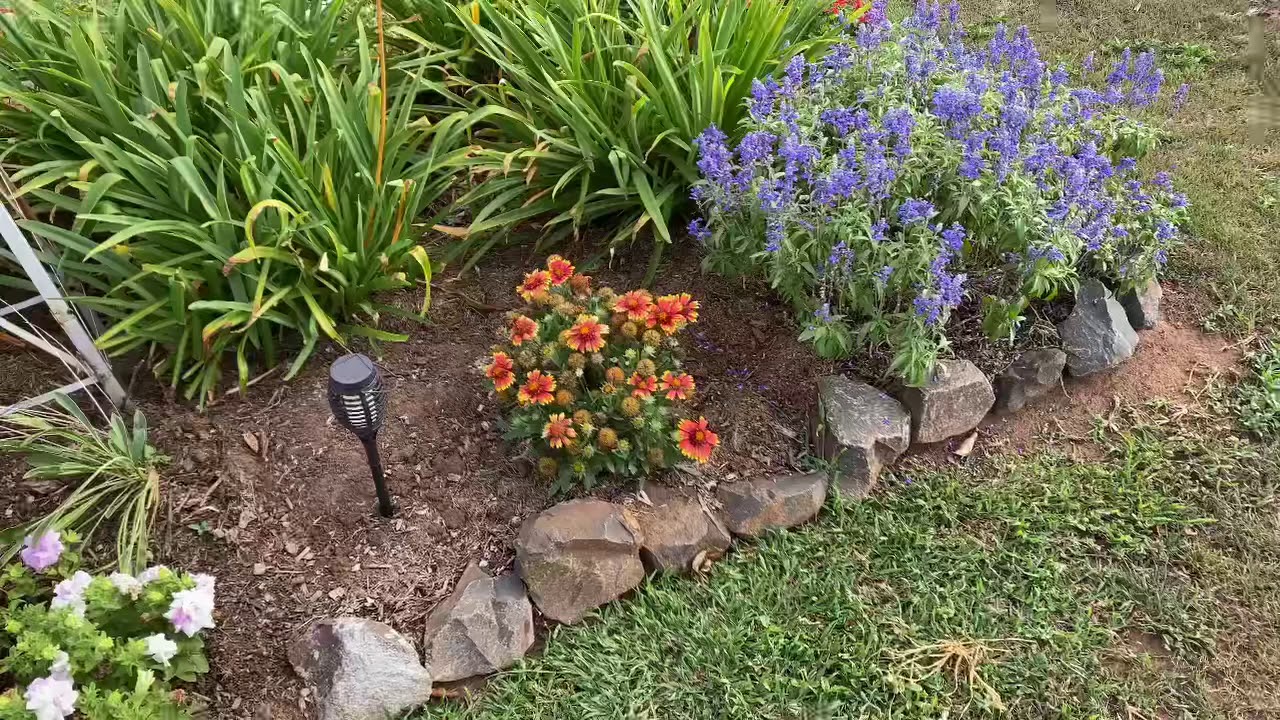 Gaillardia           Blanket flower 2021
