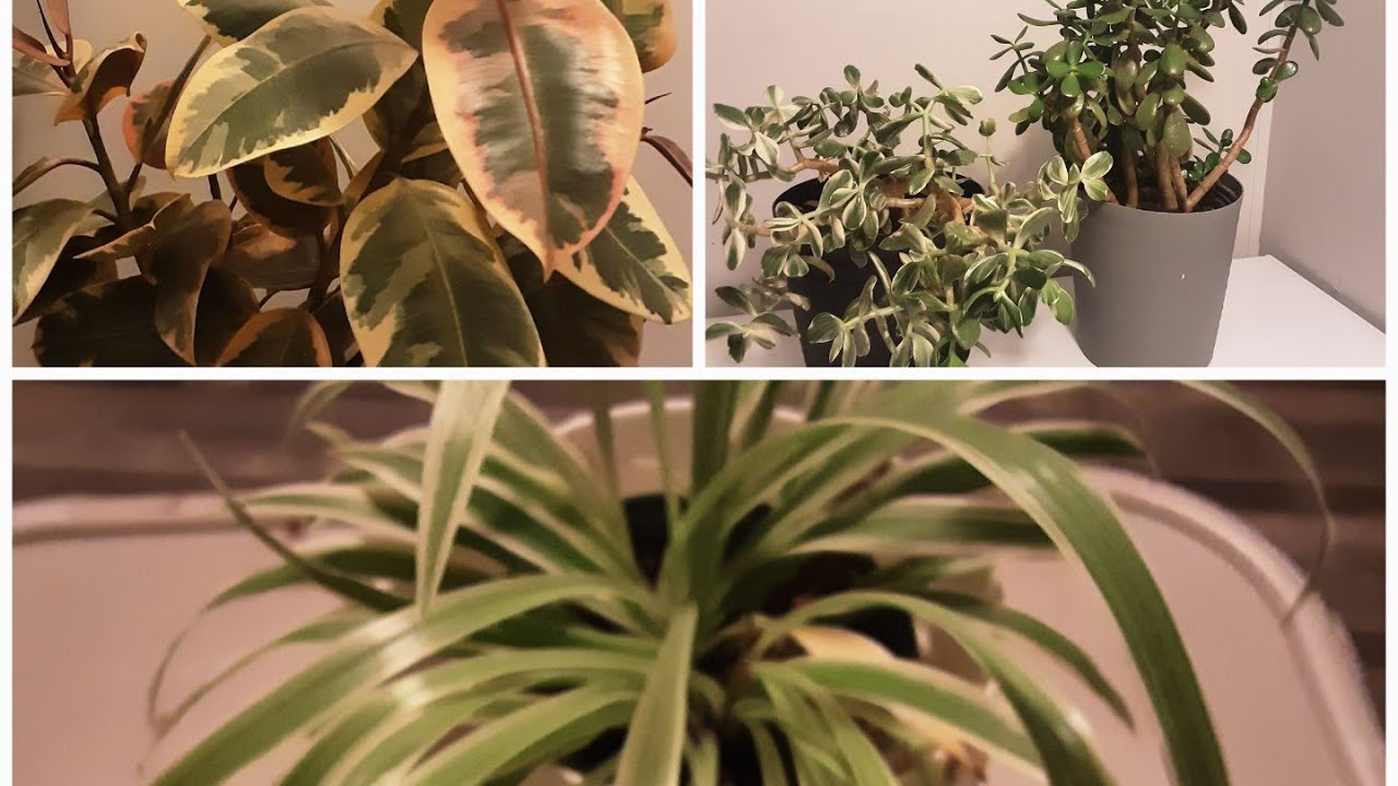 My Variegated Plants that grow well in low light