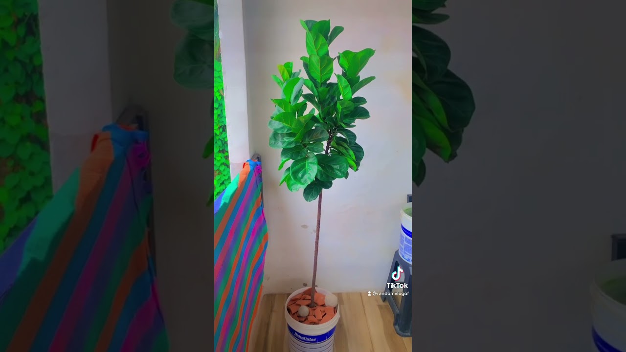 Desenvolvimento de 2 anos do meu f&iacute;cus lyrata. J&aacute; t&ocirc; pensando em fazer outra poda