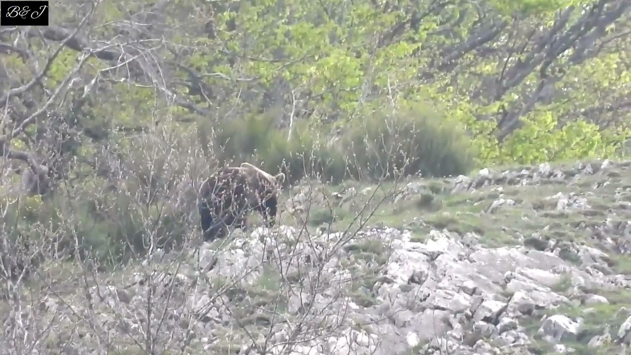 OSO PARDO SE ALZA EN EL HORIZONTE (CORDILLERA CANTABRICA 2023)