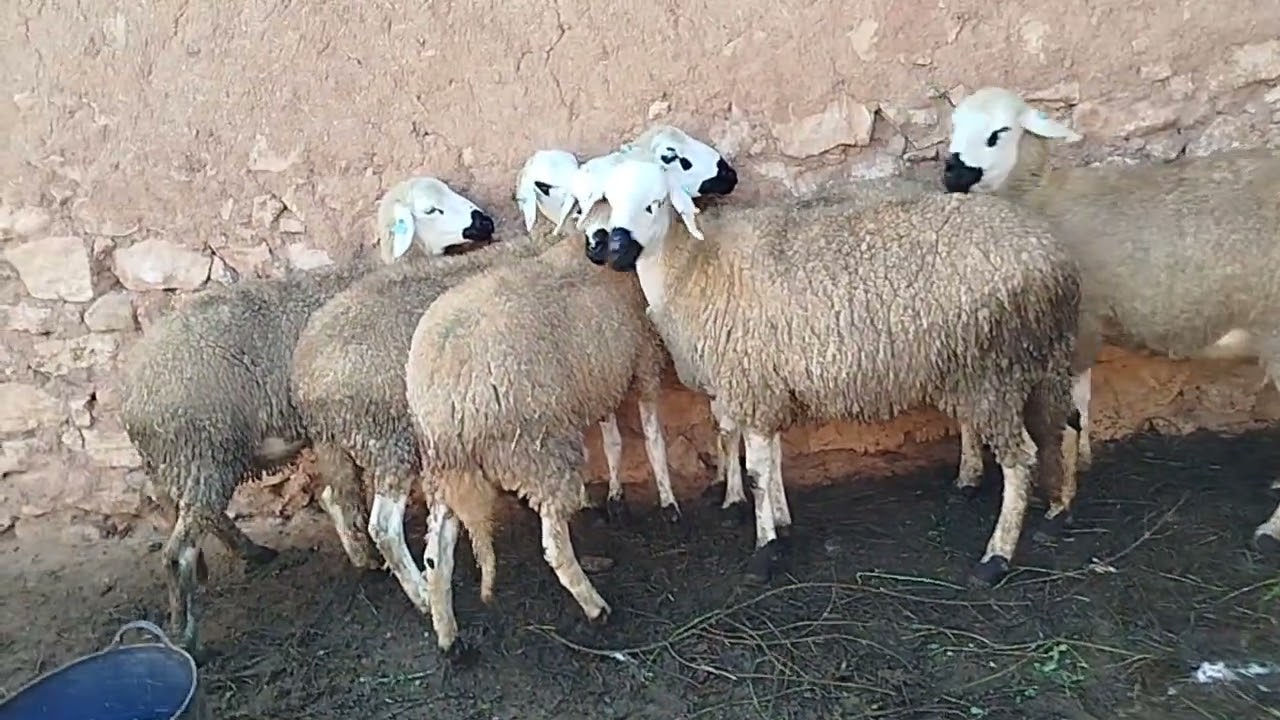 بسم الله نشارك معاكم 6 حوليات أنوك گرگاع معرضين للبيع بتاريخ 7/3/2026//0643853375