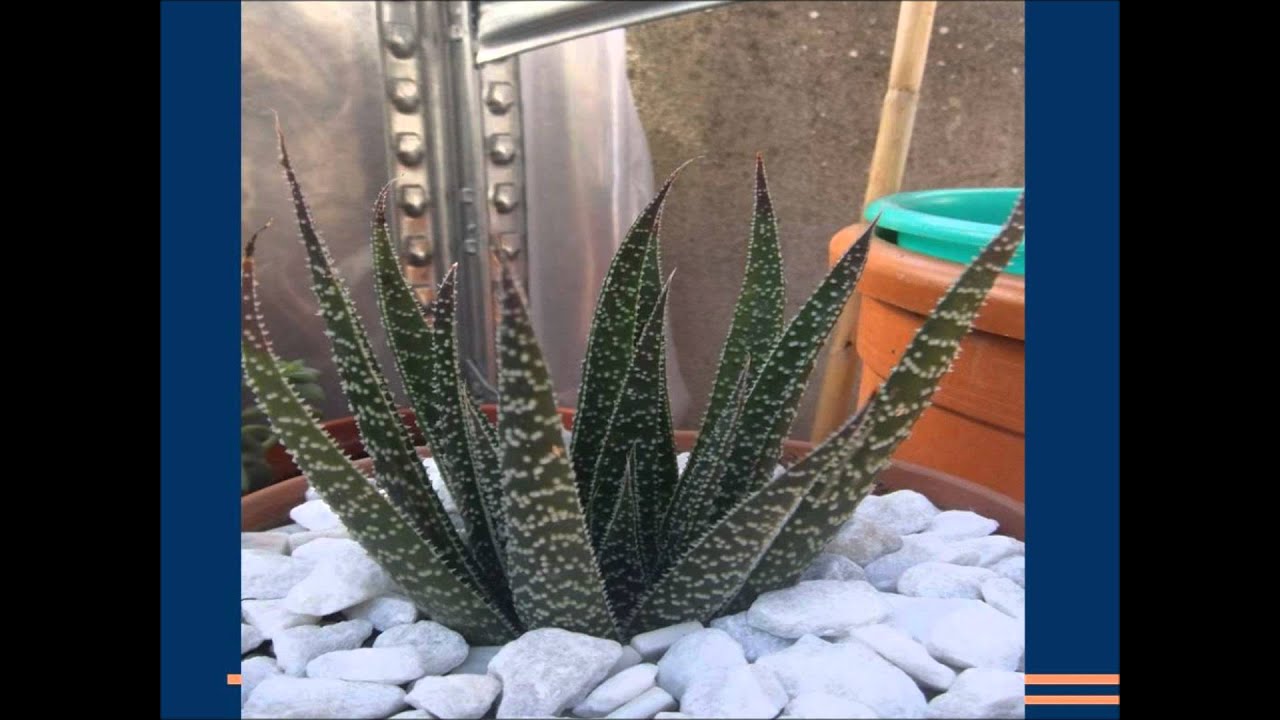Cactus y crasas 2