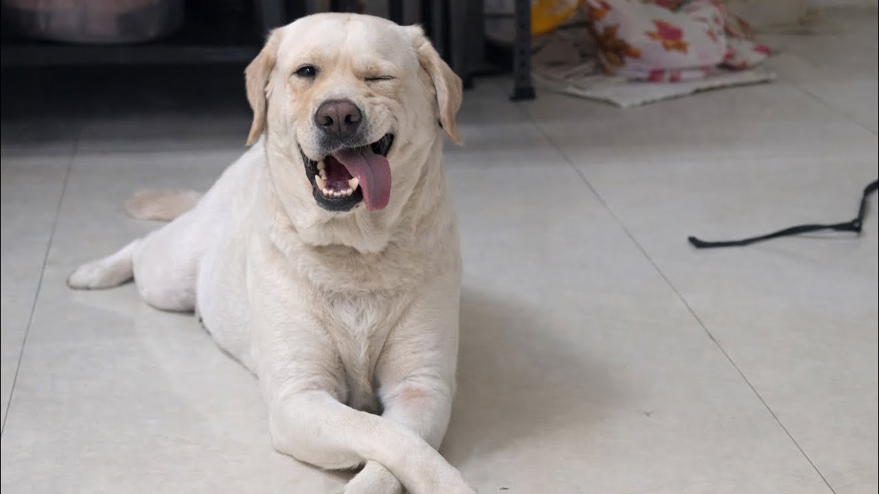 Funny Labrador Dog Videos That Will Make You LAUGH OUT LOUD
