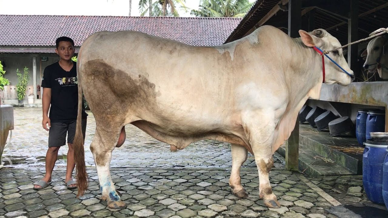 GANTI KELUH & MANDIIN MONSTER !! TEMAN BARU WARISO - Sapi Jumbo 1 Ton Up