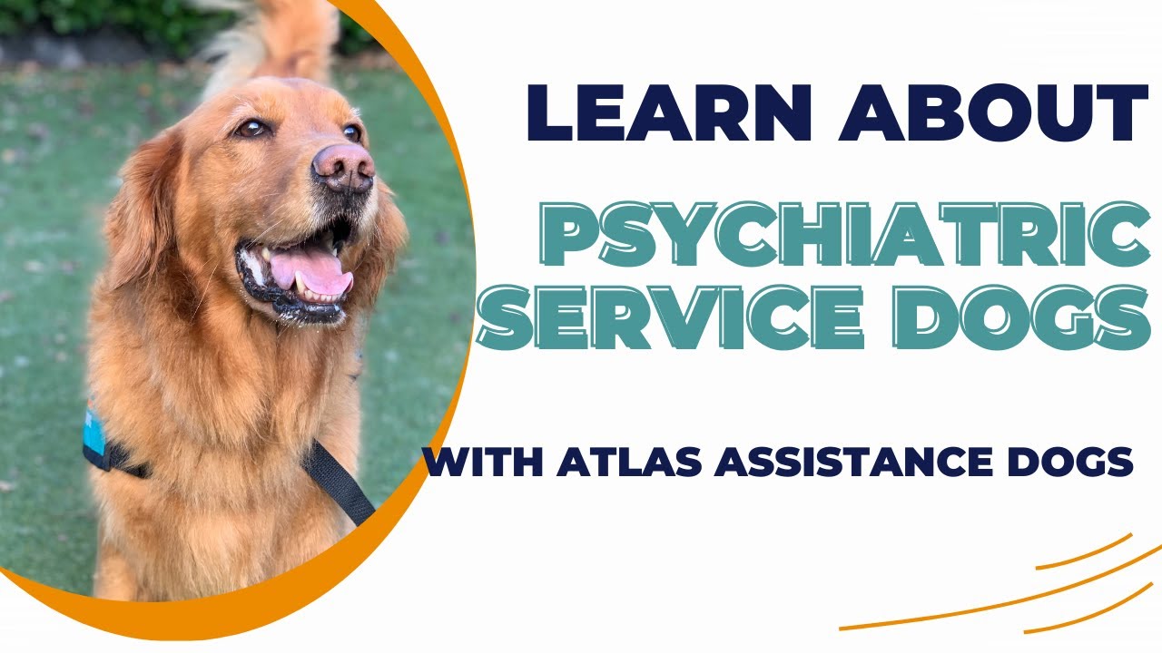 What is a psychiatric service dog and how can one help me? #servicedogtraining #disability #atlasdog