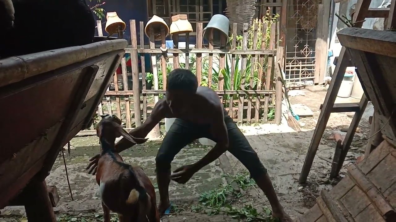 Dikejar kambing besar waktu lihat ke dalam kandang