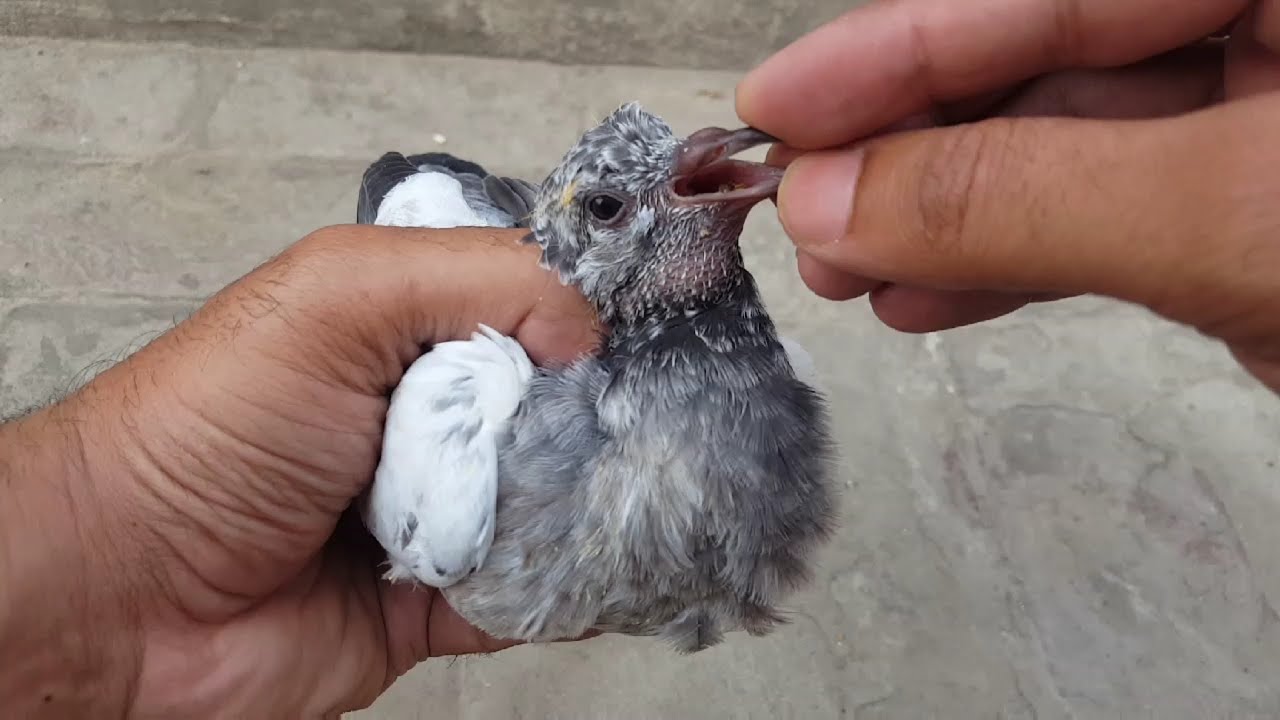 Galy K Zaher Baad Ka Ilaj | Canker Treatment  || Hashim Mahmood Pigeons