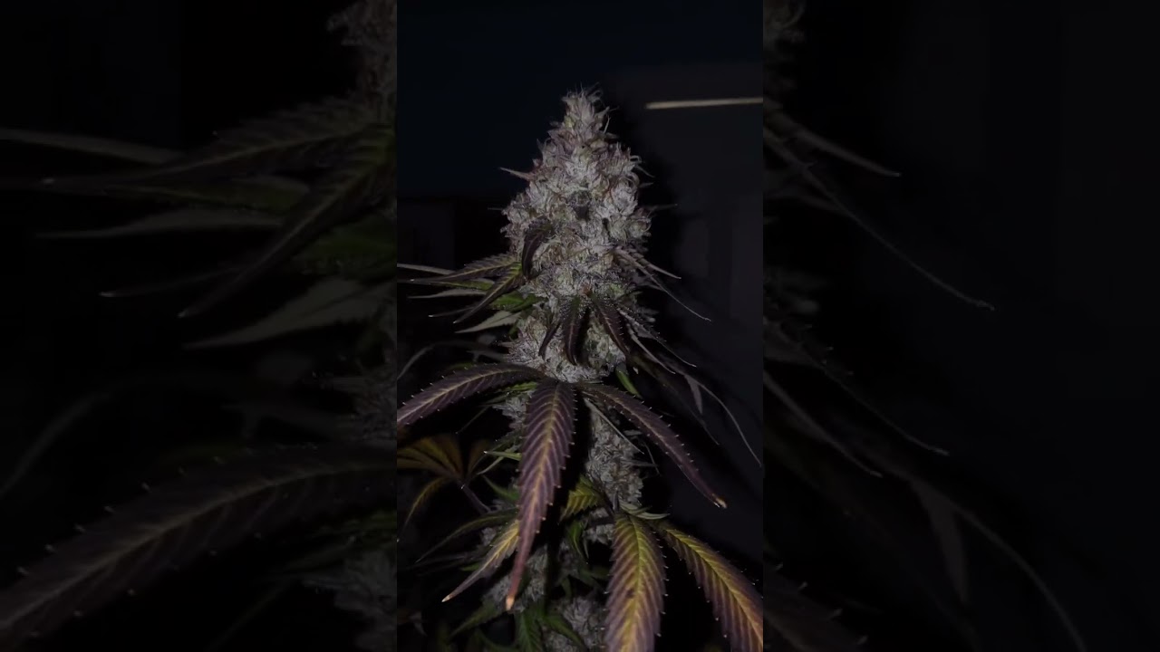 Grow Big Huge Colas like @FlacoWatts - Must See! Big purple buds alert