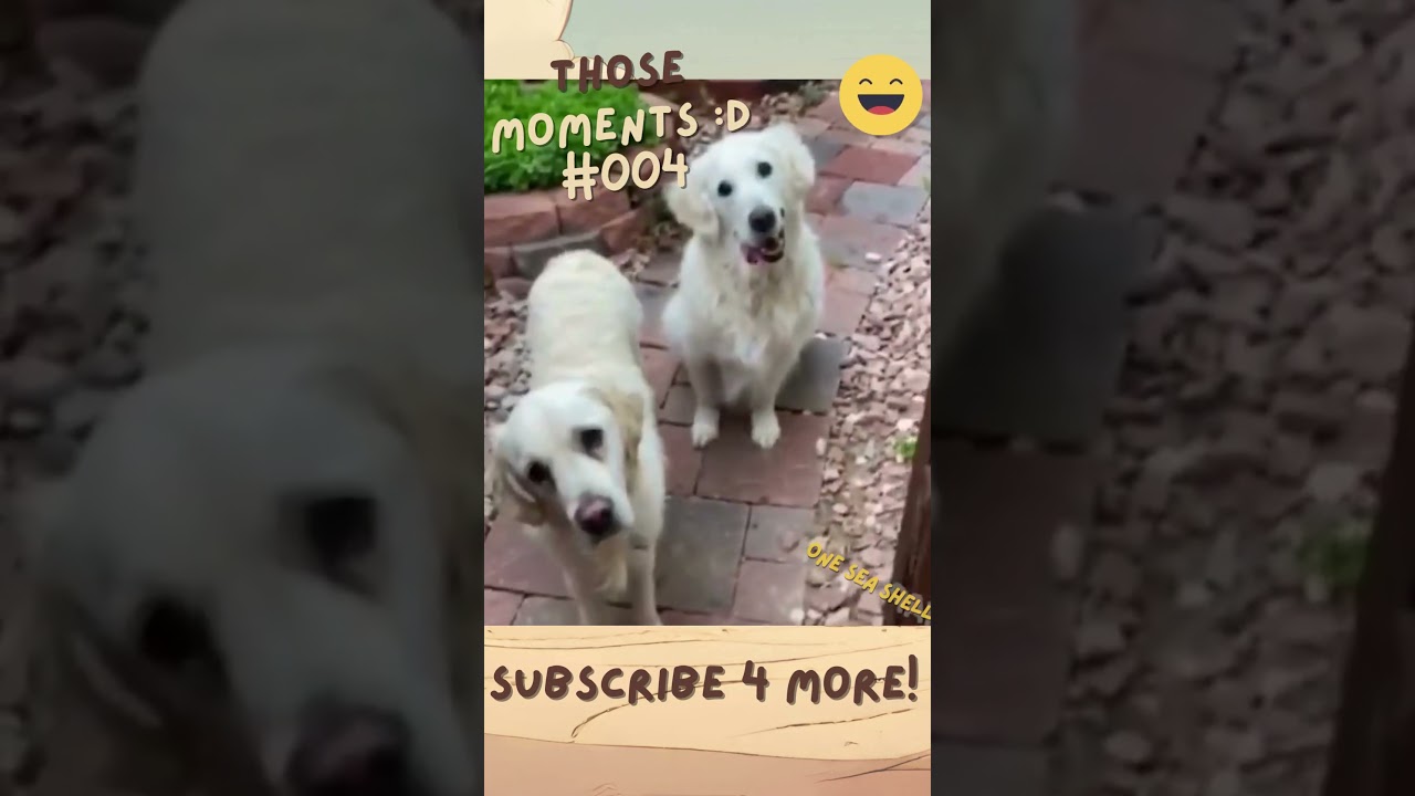 Those moments! | Funny Pets & Humans | One Sea Shell #004