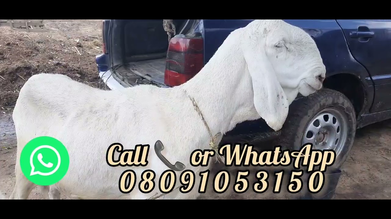 A Supply of Pure Blooded Malian Balami Breed to Captain BABALOLA'S FARM FCT ABUJA