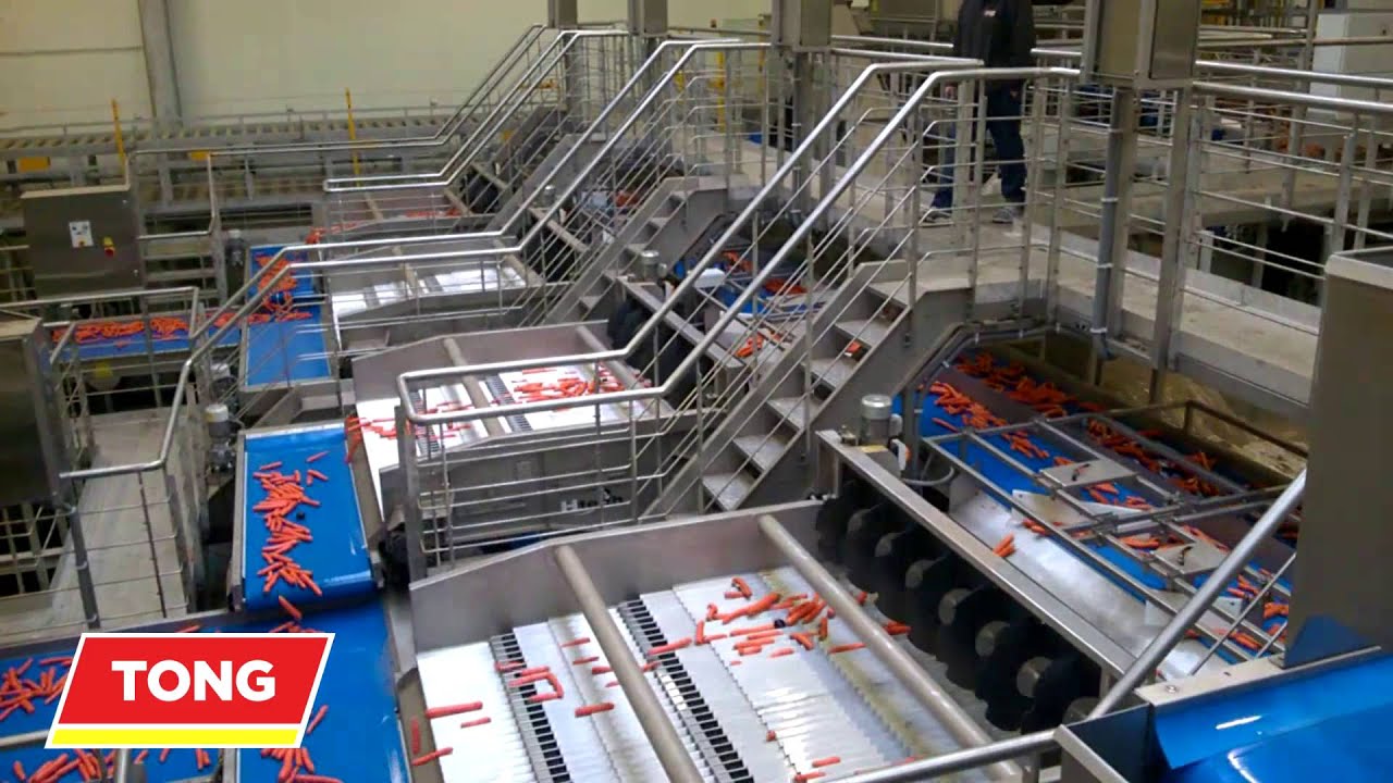 Carrot Processing - Tong Carrot Grading and Washing Packhouse Handling Line