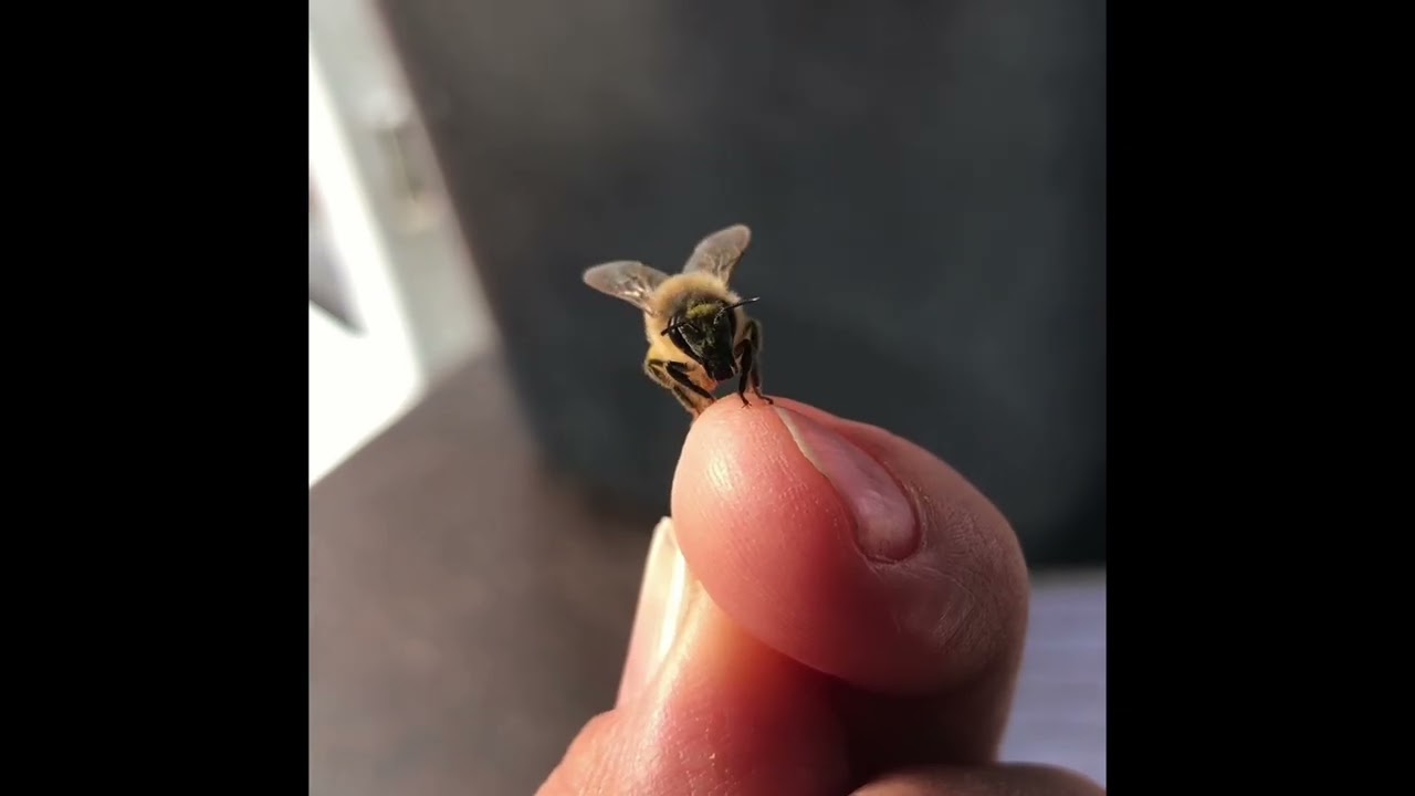 Happy Honey Bee