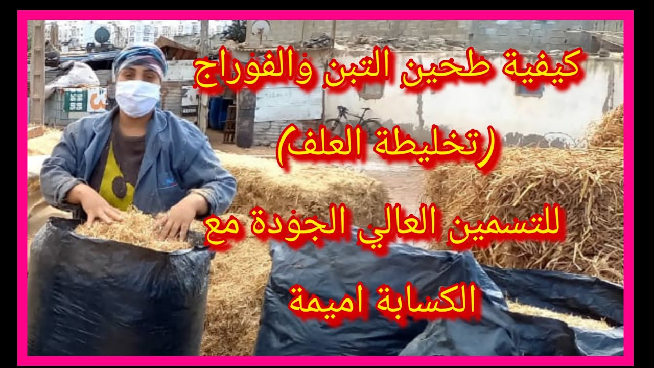 كيفية طحين التبن والفوراج (تخليطة العلف) للتسمين العالي الجودة مع الكسابة اميمة