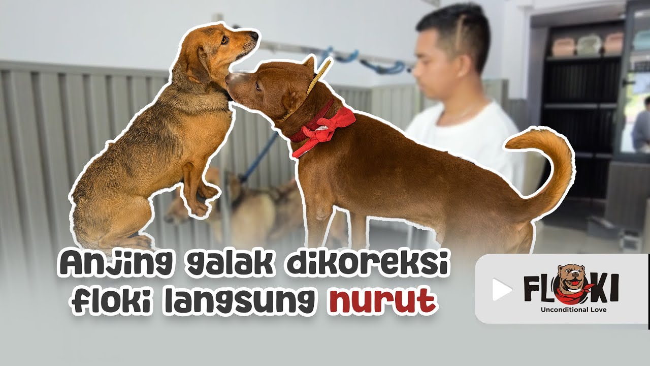 AWALNYA GALAK BANGET, TAPI FLOKI BIKIN DIA JINAK DAN BISA MANDI