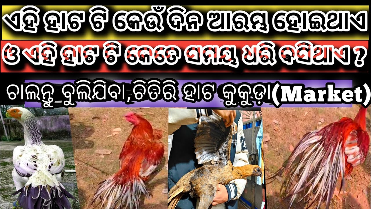 ଏହି ହାଟଟି କେଉଁଦିନ ଆରମ୍ଭ ହୋଇଥାଏ ଓ ଏହି ହାଟଟି କେତେ ସମୟଧରି ବସିଥାଏ#market#pasufarming#chicken#vairal#bapi