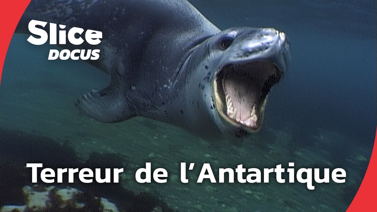 Léopards de mers : ogres des glaces | SLICE Docus