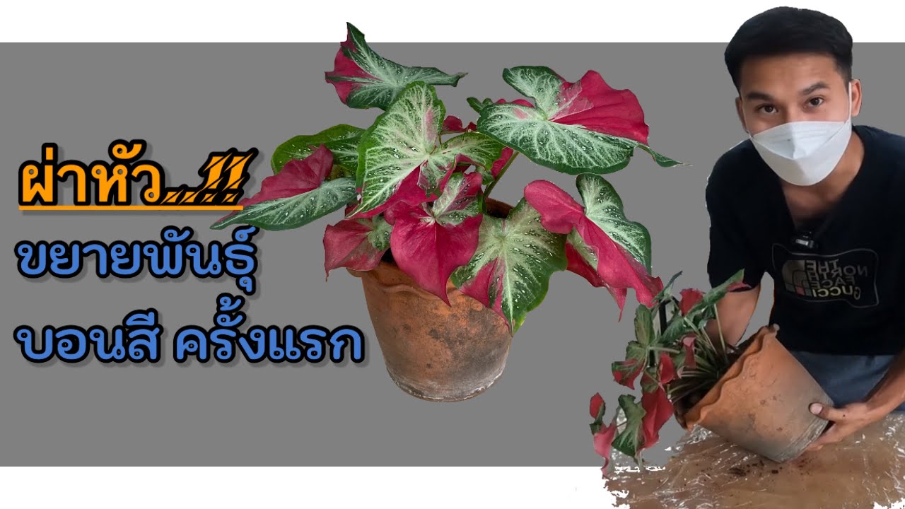 ผ่าหัวบอนสี ชายชล