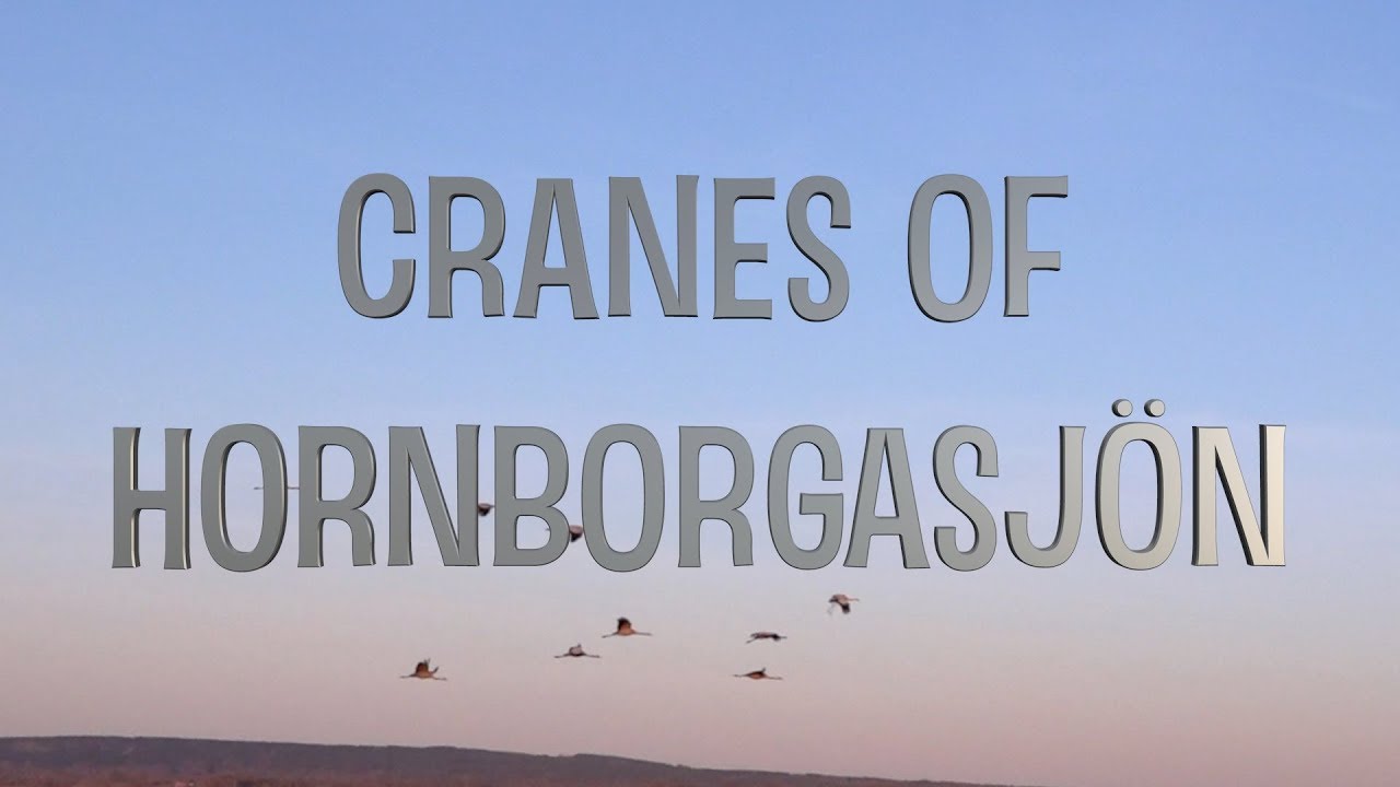 Hornborgarsjön