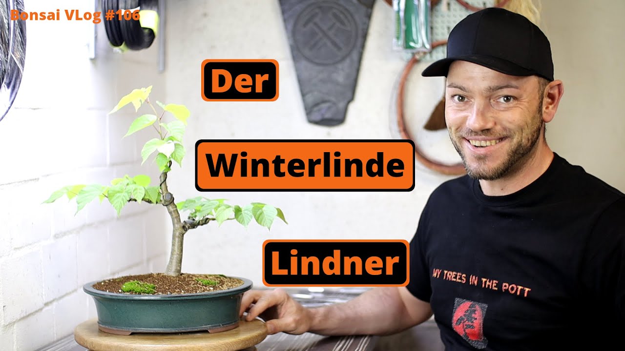 Der Lindner - Die Winter - Linde geht in die Schale [Umtopfen & Drahten] | Bonsai VLog #106