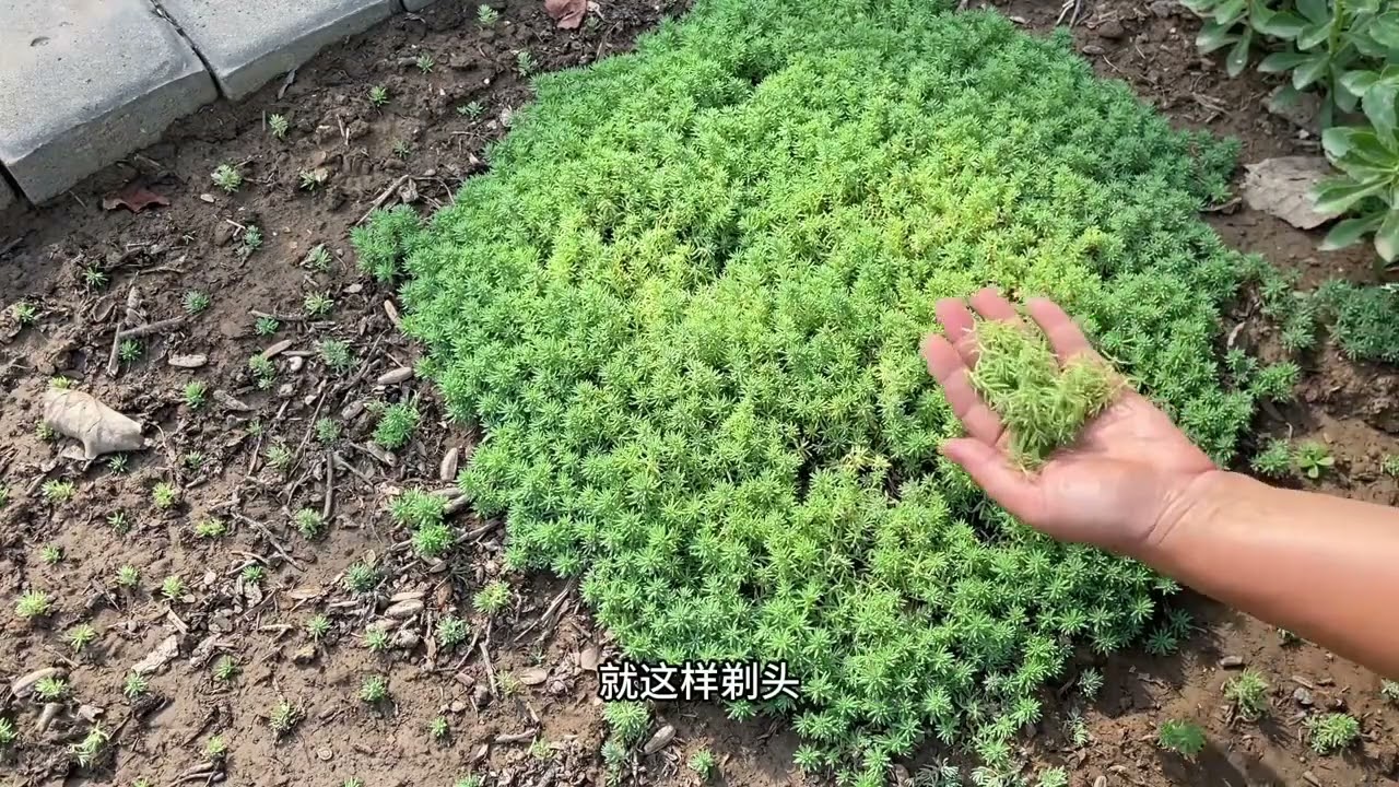 三种地被植物佛甲草，薄雪万年青、过路黄的优缺点